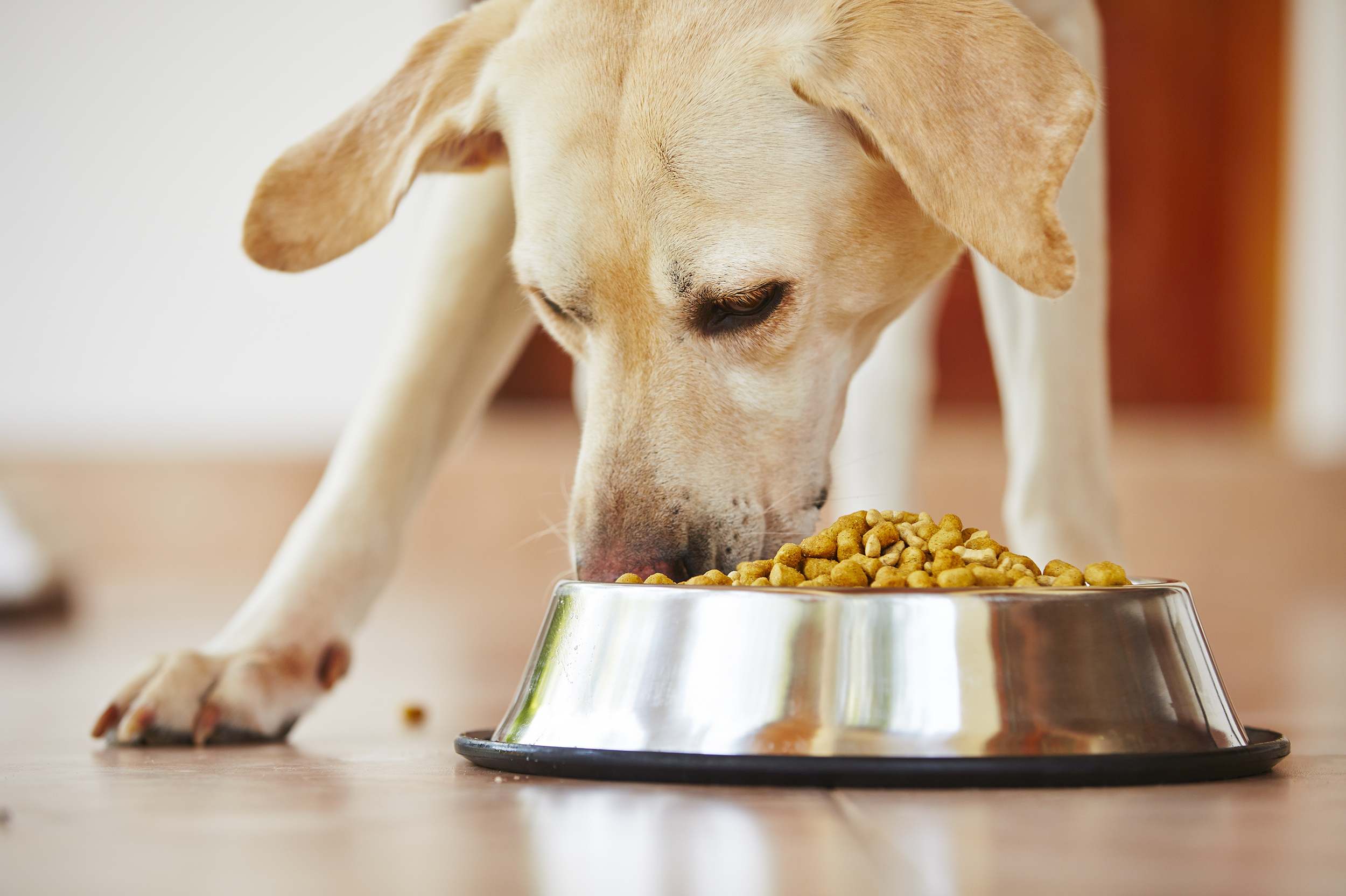 With Adoption Interest Slowing, Pet Owners Focus on Health and Longevity